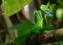 Image of Green Basilisk