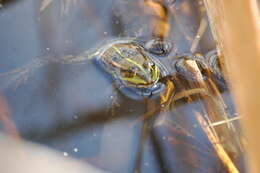 Image of Pelophylax esculentus