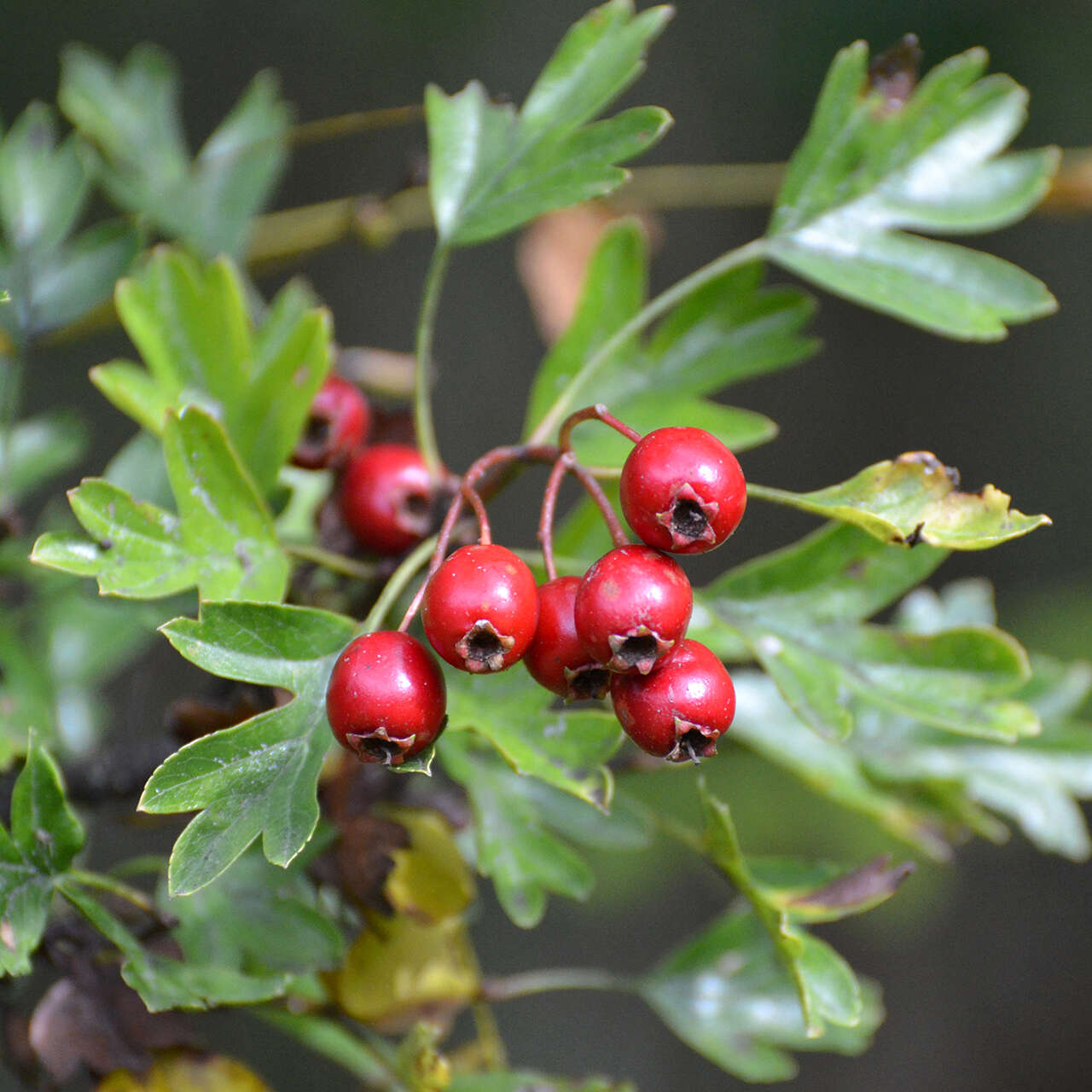 Image of Common Hawthorn