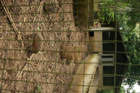 Image of pygmy hog