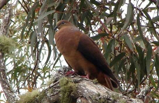 Image of Brown Cuckoo-Dove