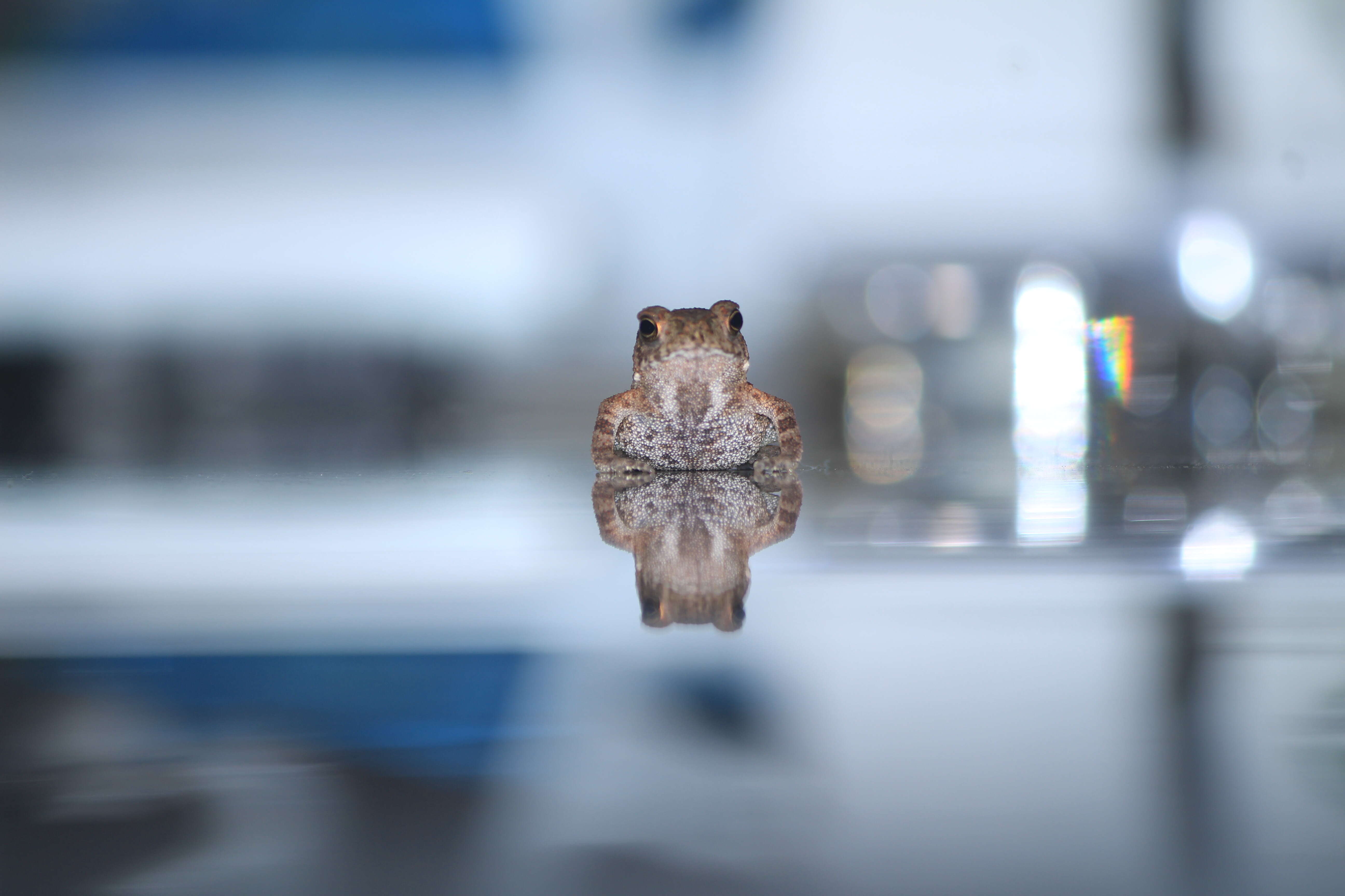 Image of Asian black-spined toad