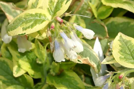 Image of Symphytum grandiflorum DC.