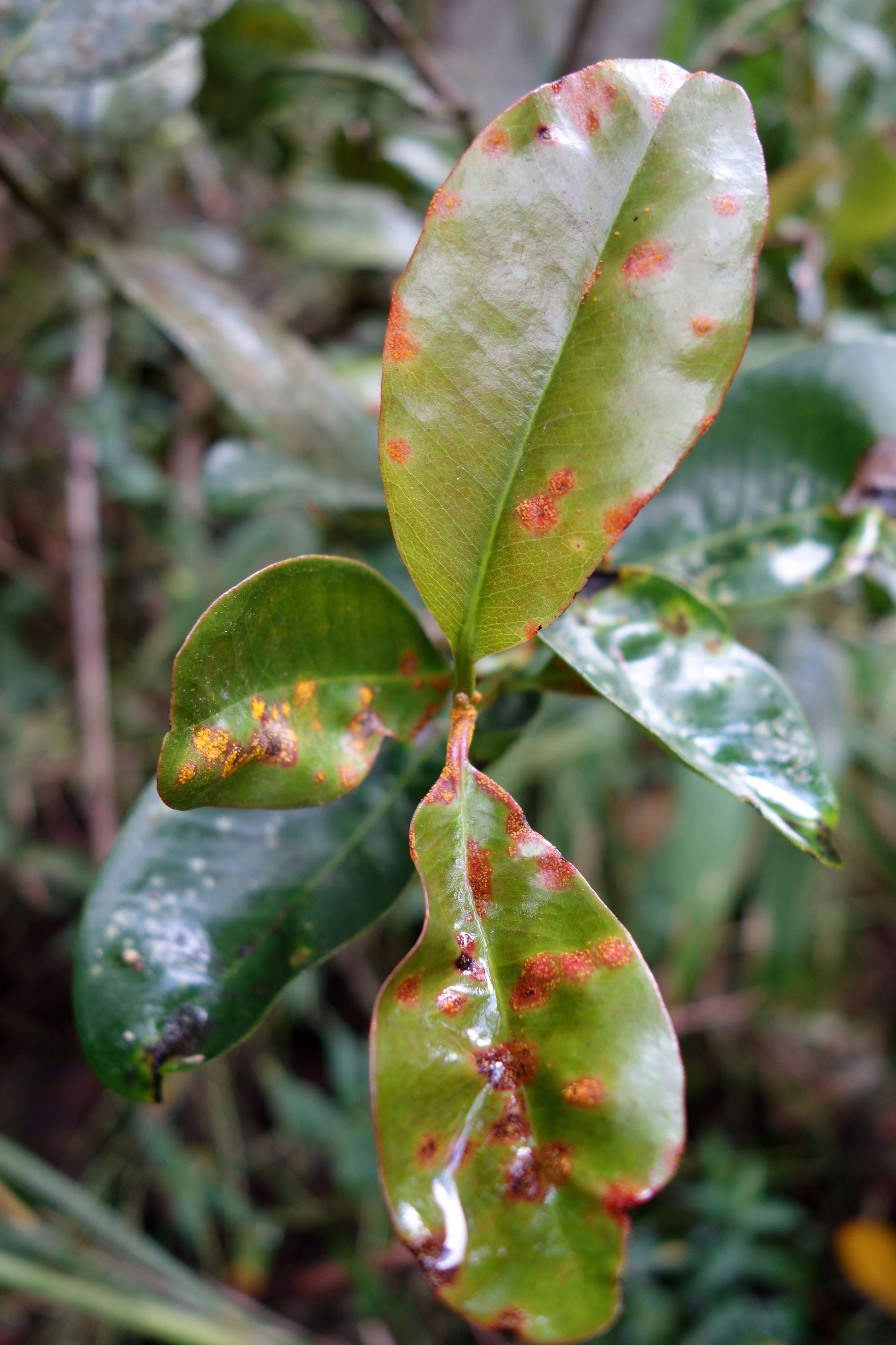 Image of Myrtle rust