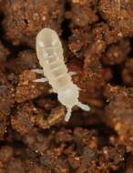 Image of blind springtails