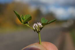 Image de Trifolium glomeratum L.