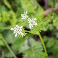 Image of shepherdsneedle