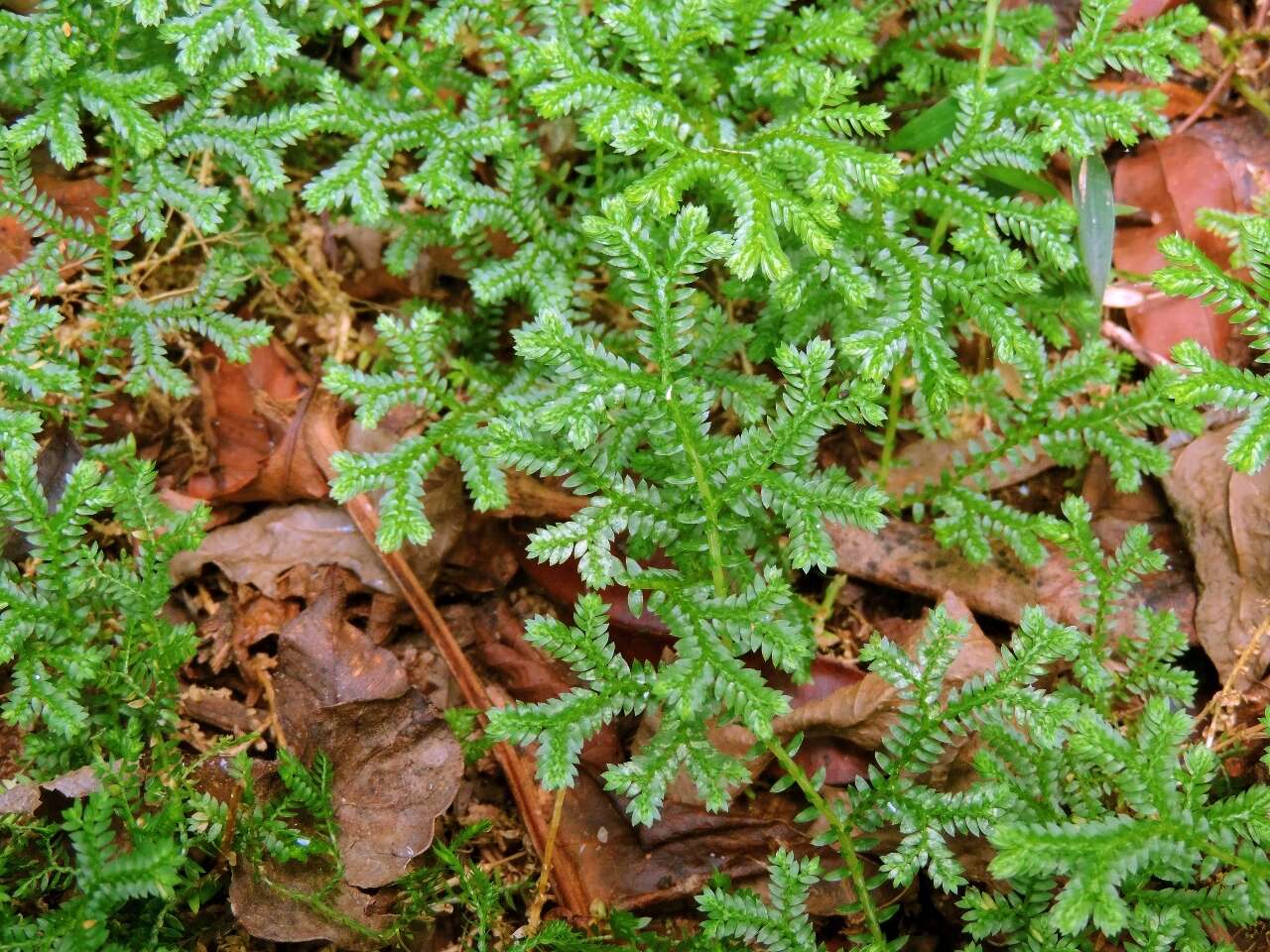 Image de Selaginella kraussiana (G. Kunze) A. Br.