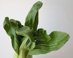 Image of pak choi