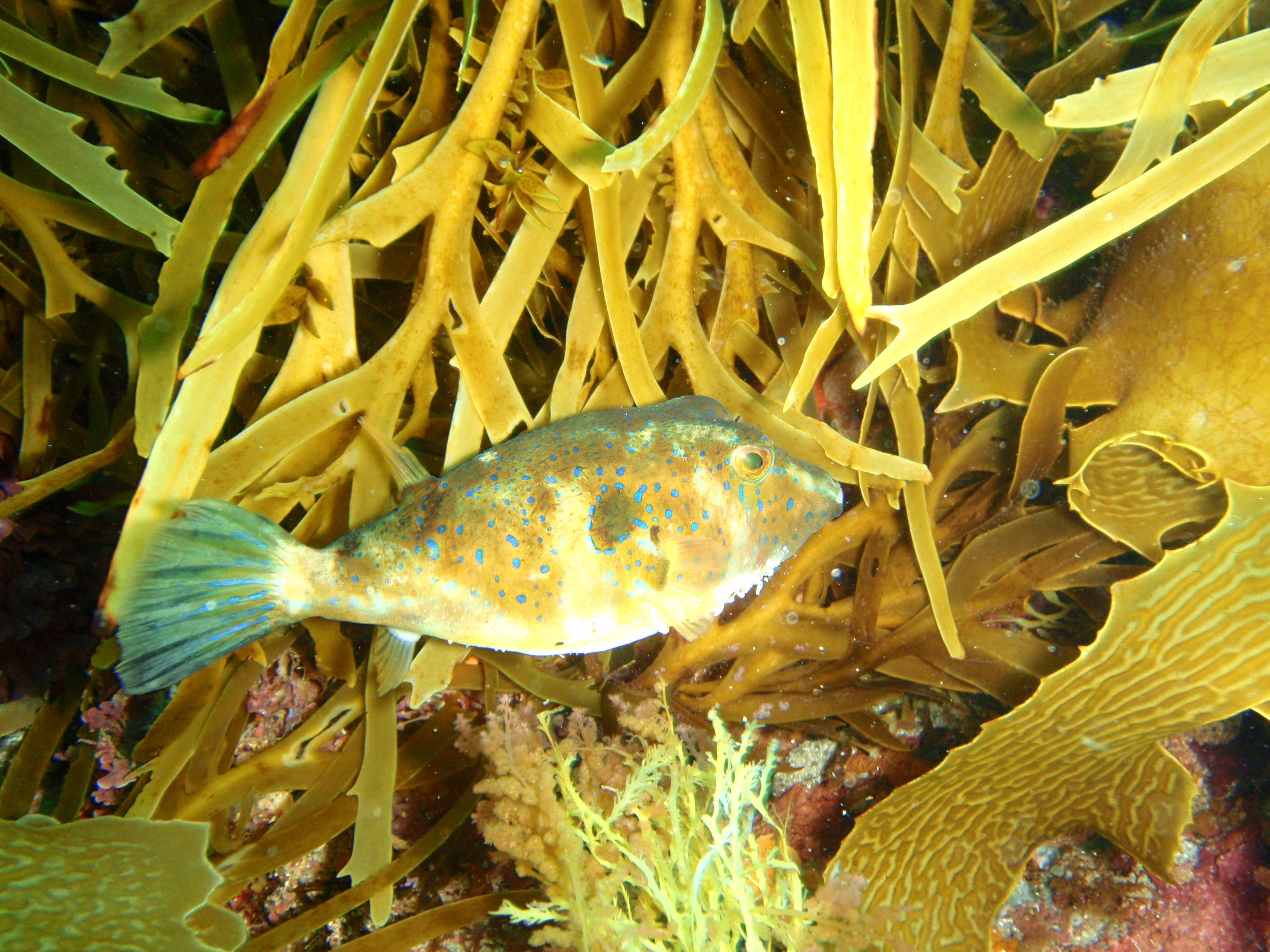 Image of Bluespotted Toadfish