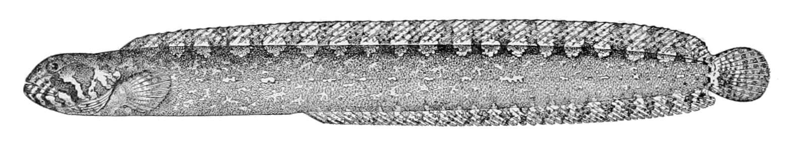 Image of Anoplarchus