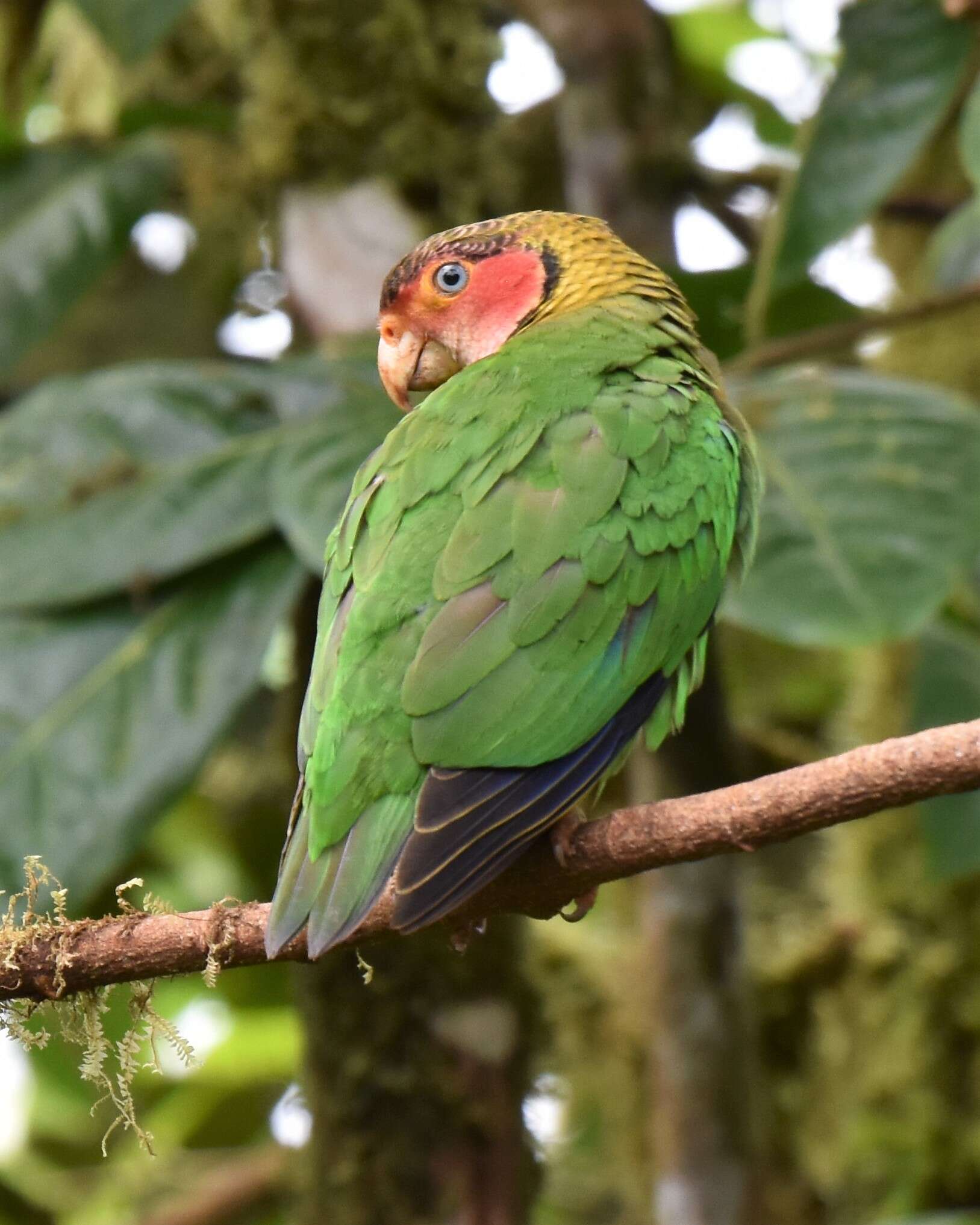 Image of Rose-faced Parrot