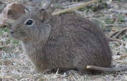 Image of Southern Mountain Cavy