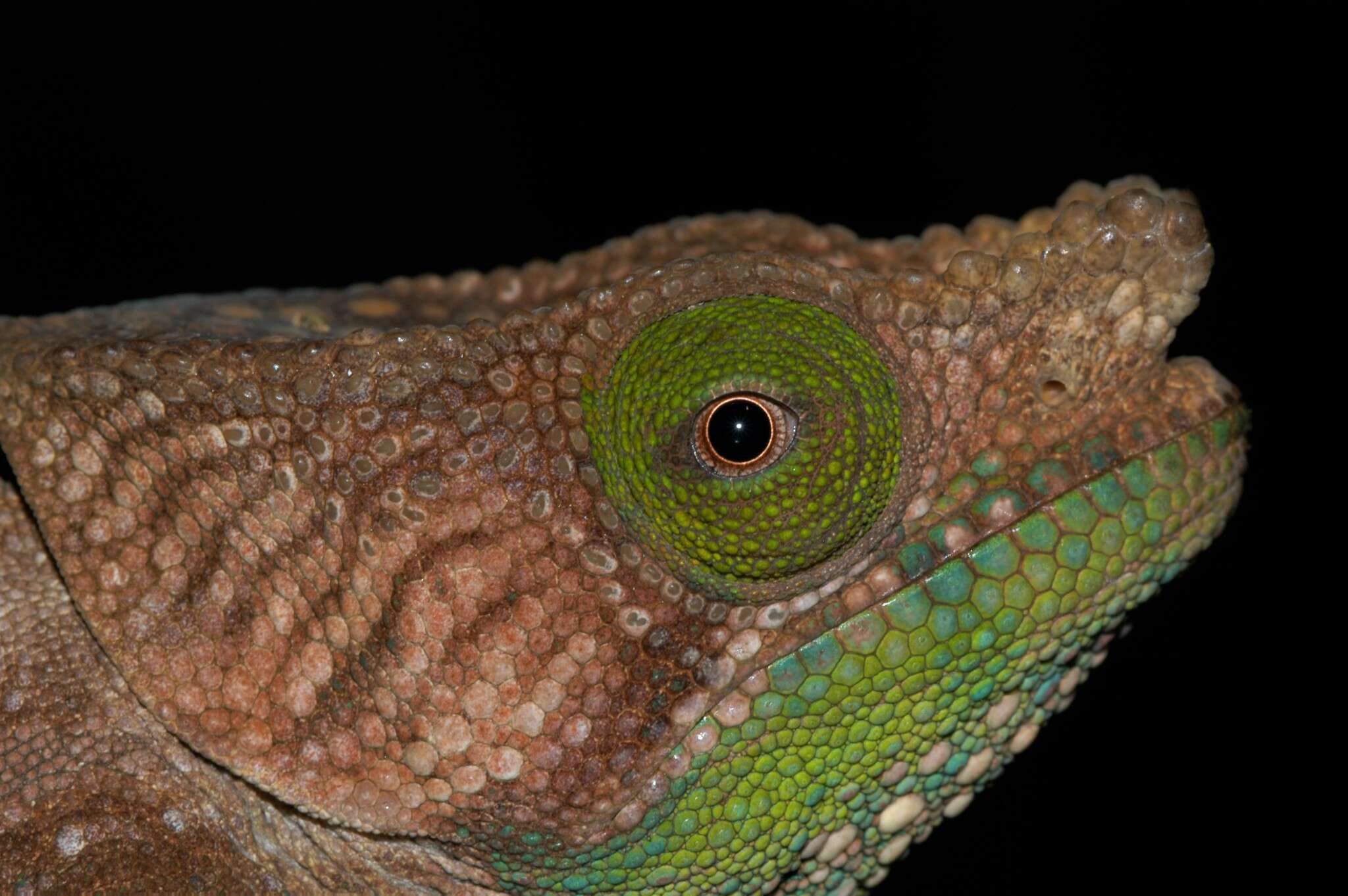 Image of O'Shaughnessy's Chameleon