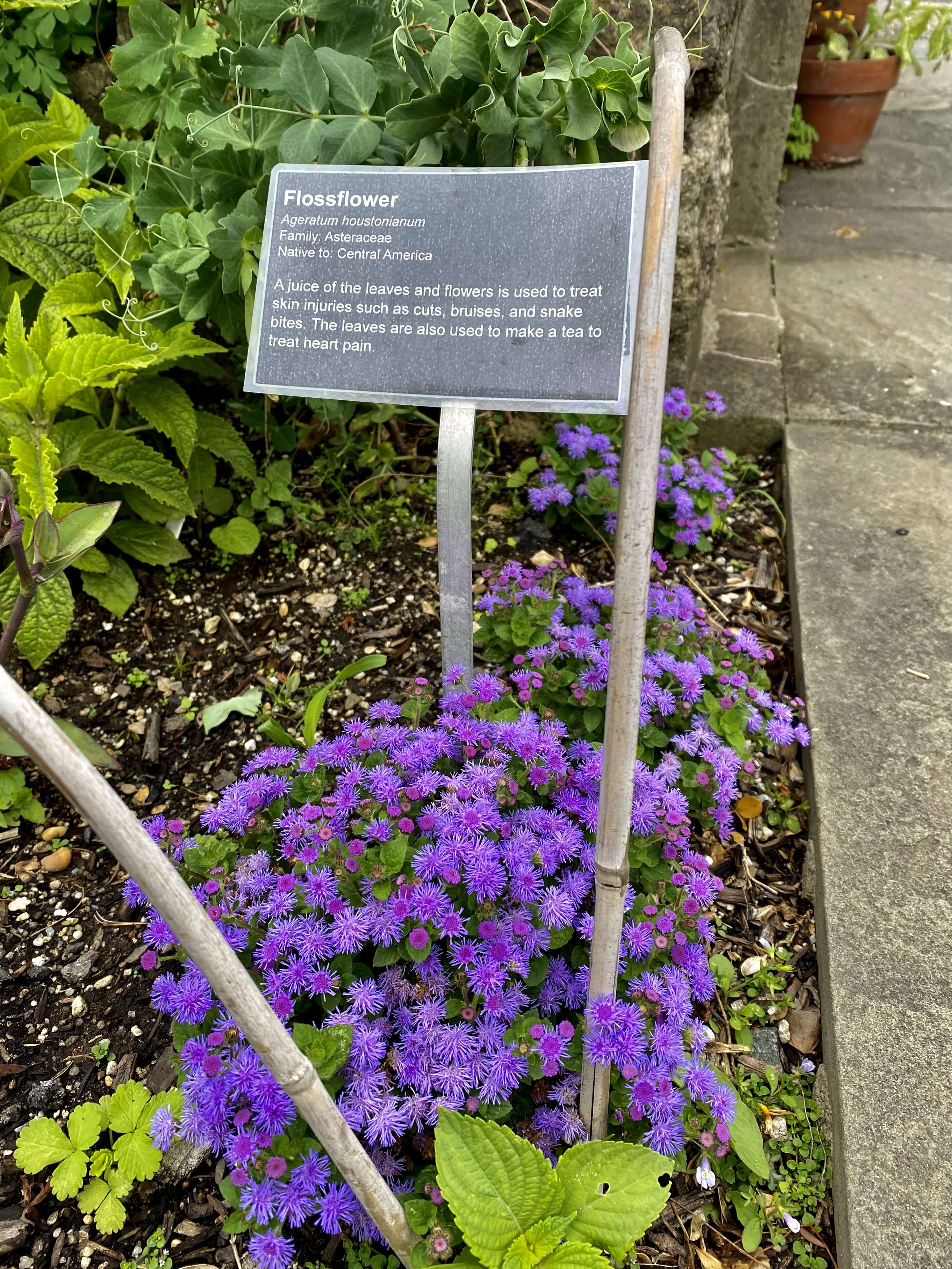 Imagem de Ageratum houstonianum Mill.