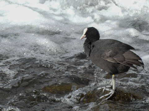 Image of Common Coot