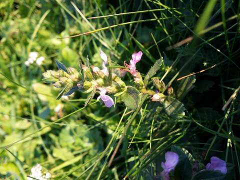 Слика од Teucrium chamaedrys L.