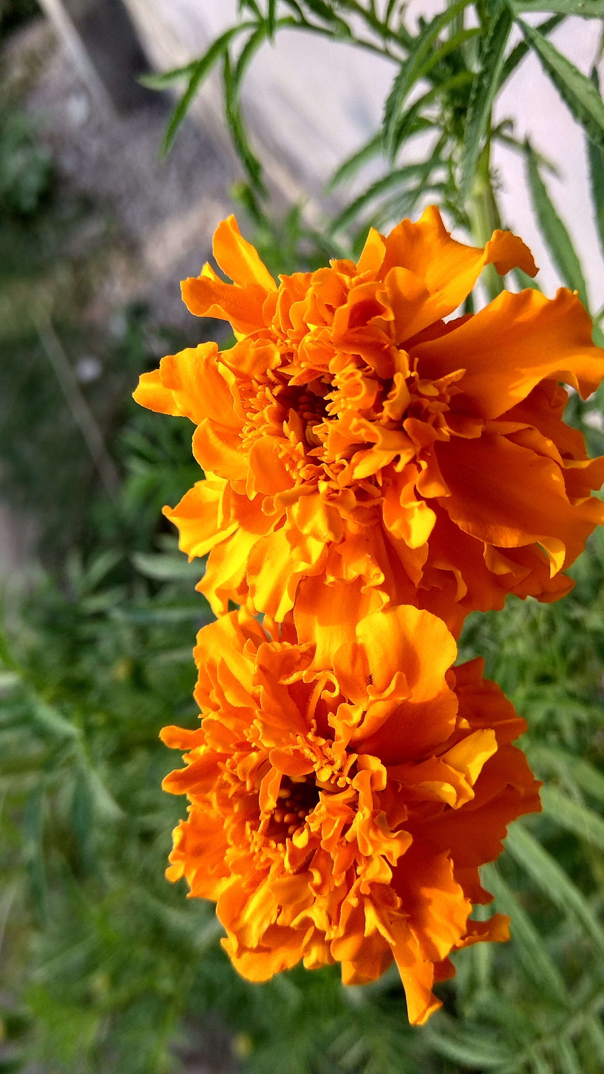 Tagetes erecta L. resmi