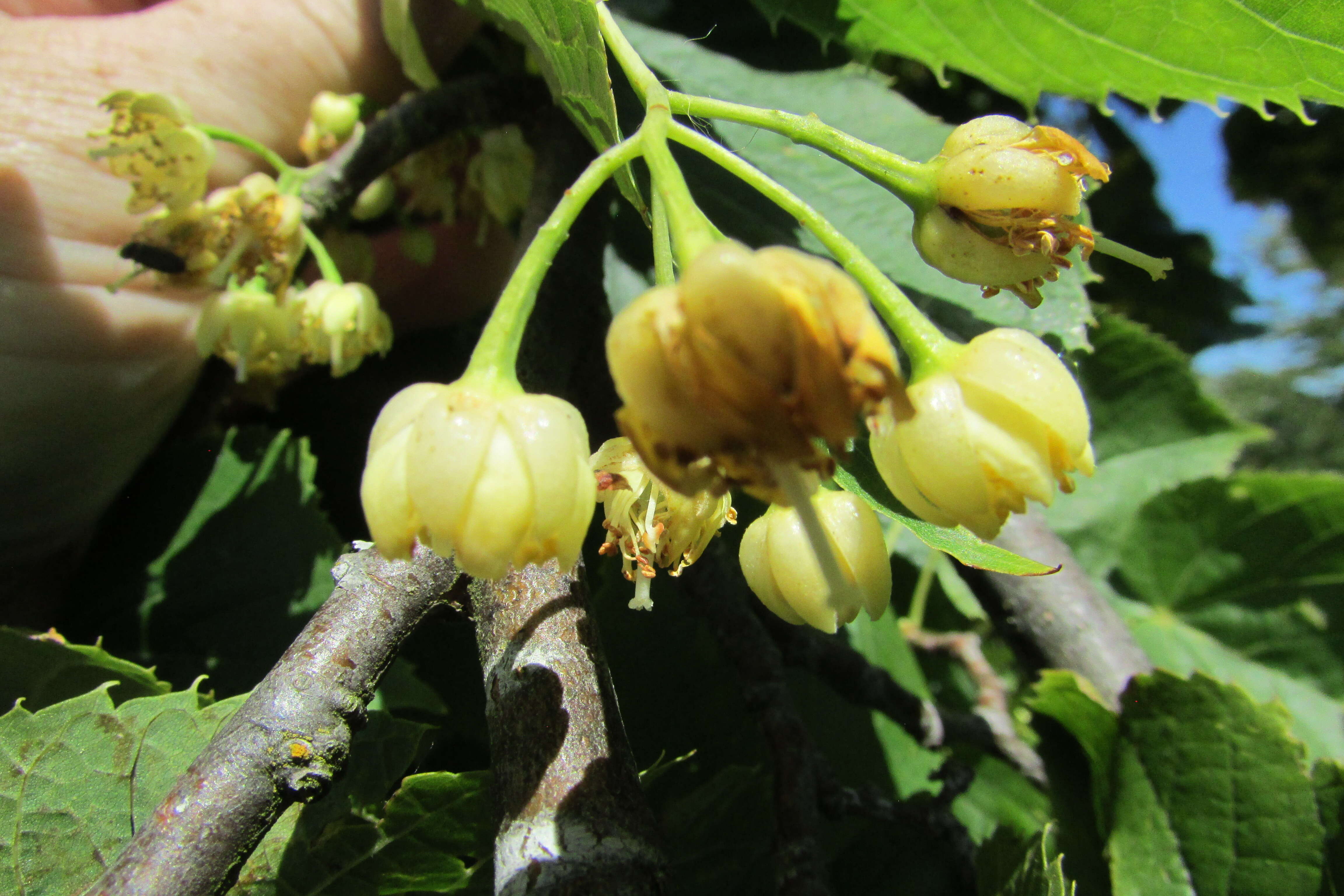 Image of American Basswood