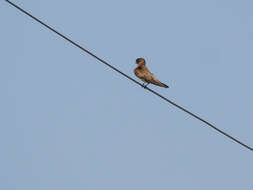 Image of Grey-throated Martin