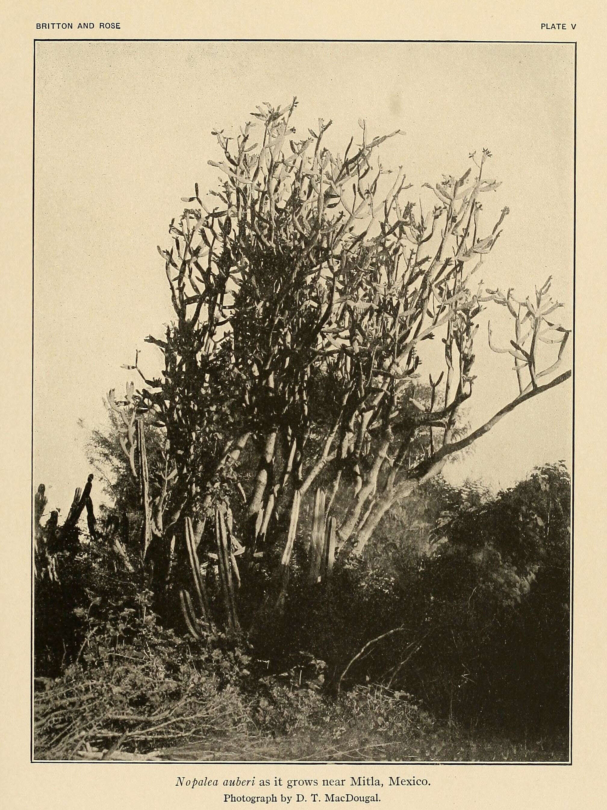 Image of Nopalea auberi (Pfeiff.) Salm-Dyck