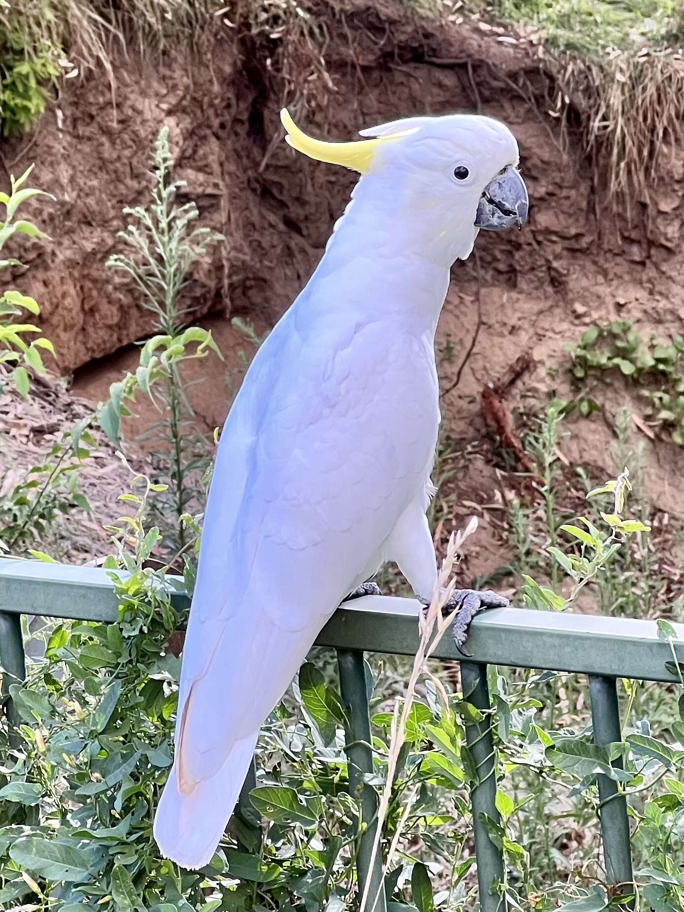 Image of Sulphur-crested Cockatoo