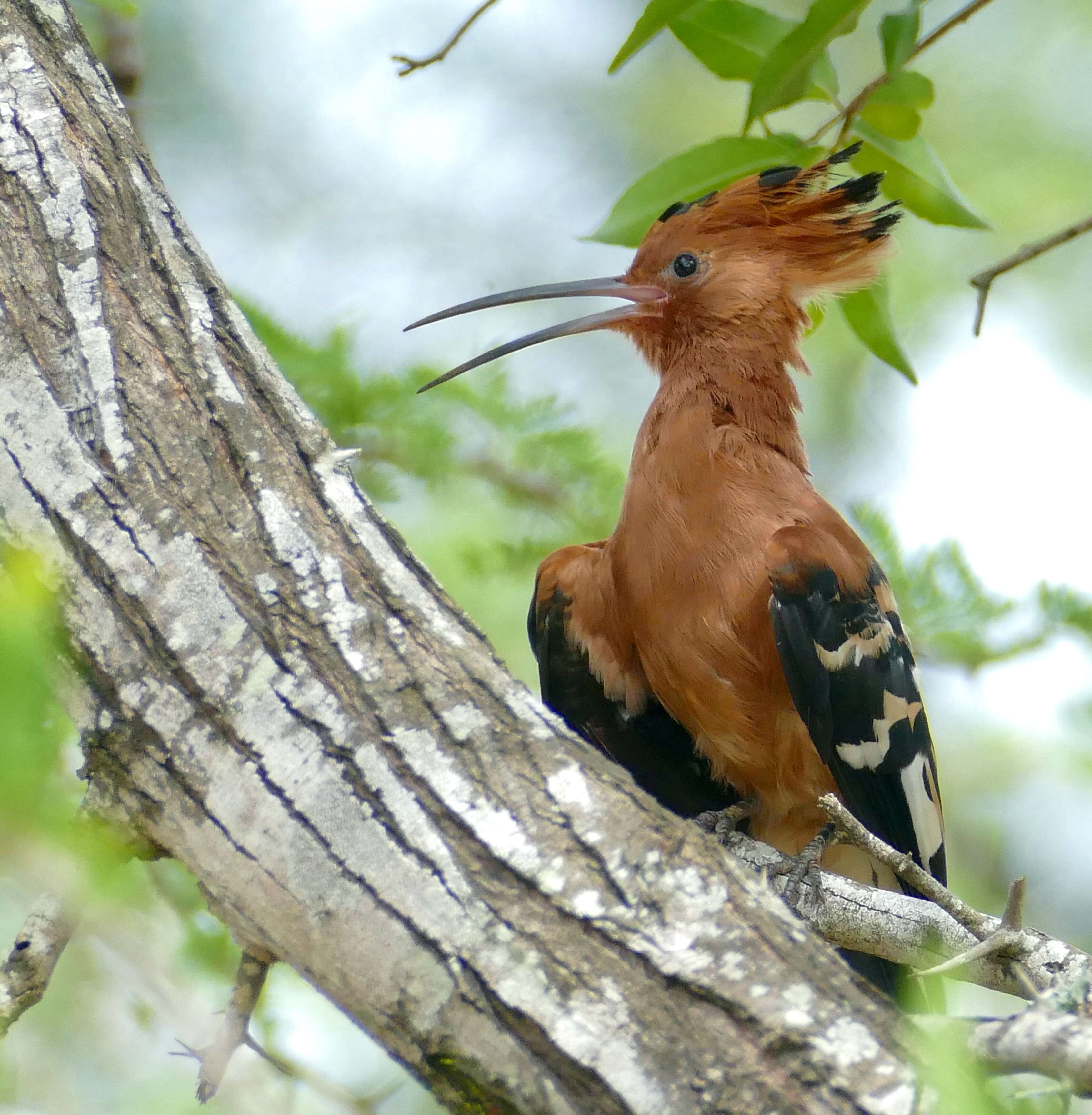 Image of African Hoopoe