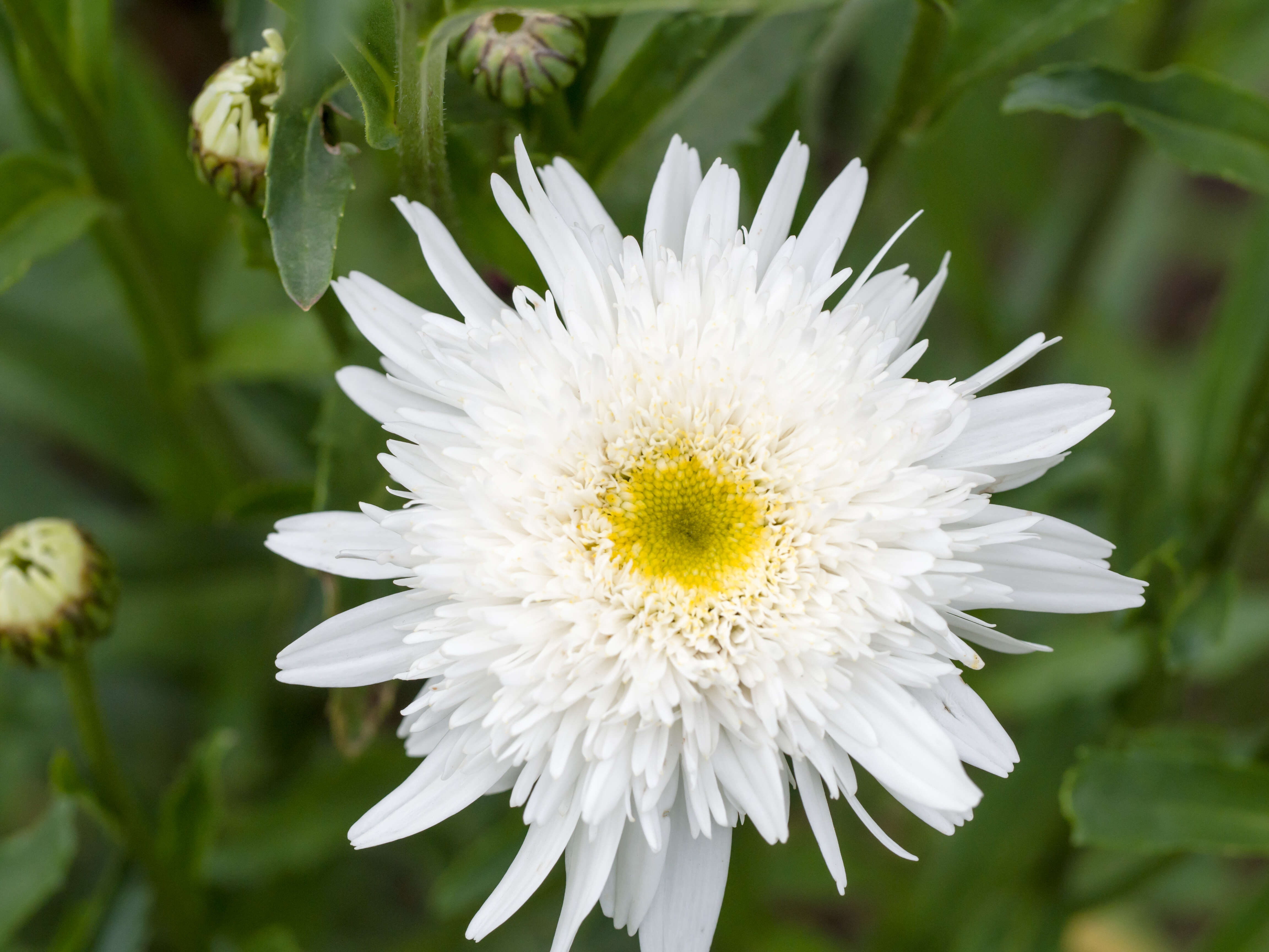 Image of daisy