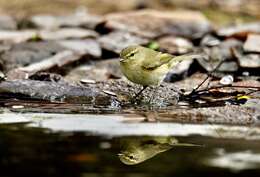 Image of Common Chiffchaff