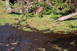 صورة Azolla filiculoides Lam.