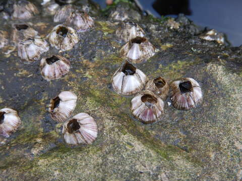 Image of Striped barnacle