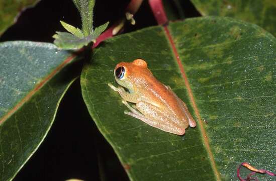 Image of Green Bright-eyed Frog