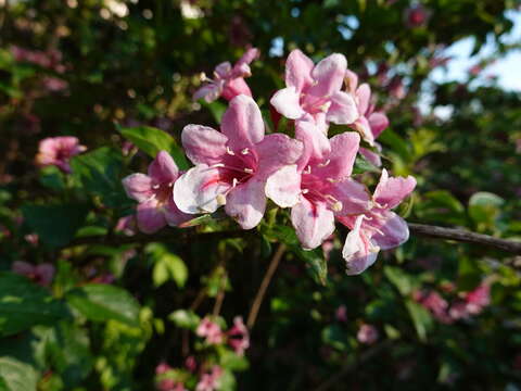 Image of weigela