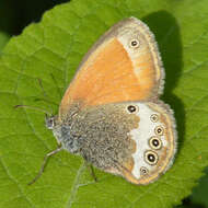 Coenonympha arcania Linnaeus 1761的圖片