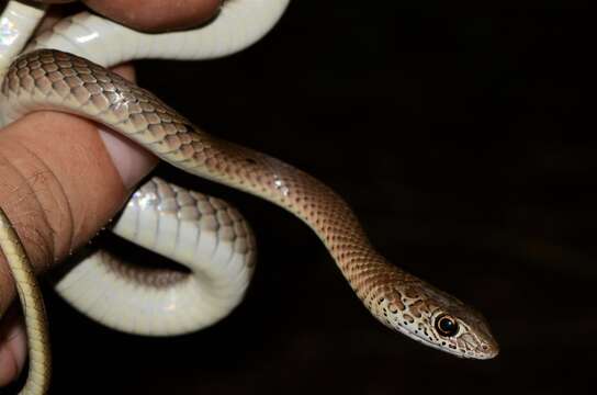 Image of Olive Whip Snake