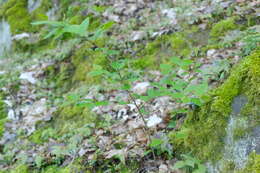 Cotoneaster acutifolius Turcz. resmi