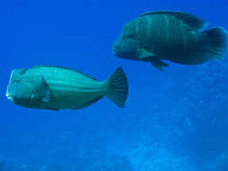 Image of Giant Wrasse