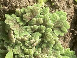 صورة Azolla filiculoides Lam.