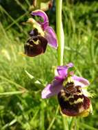 Image of Ophrys holosericea