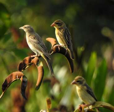 Image of Black-headed Bunting