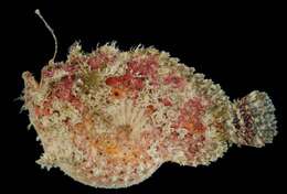 Image of Marble-mouthed frogfish