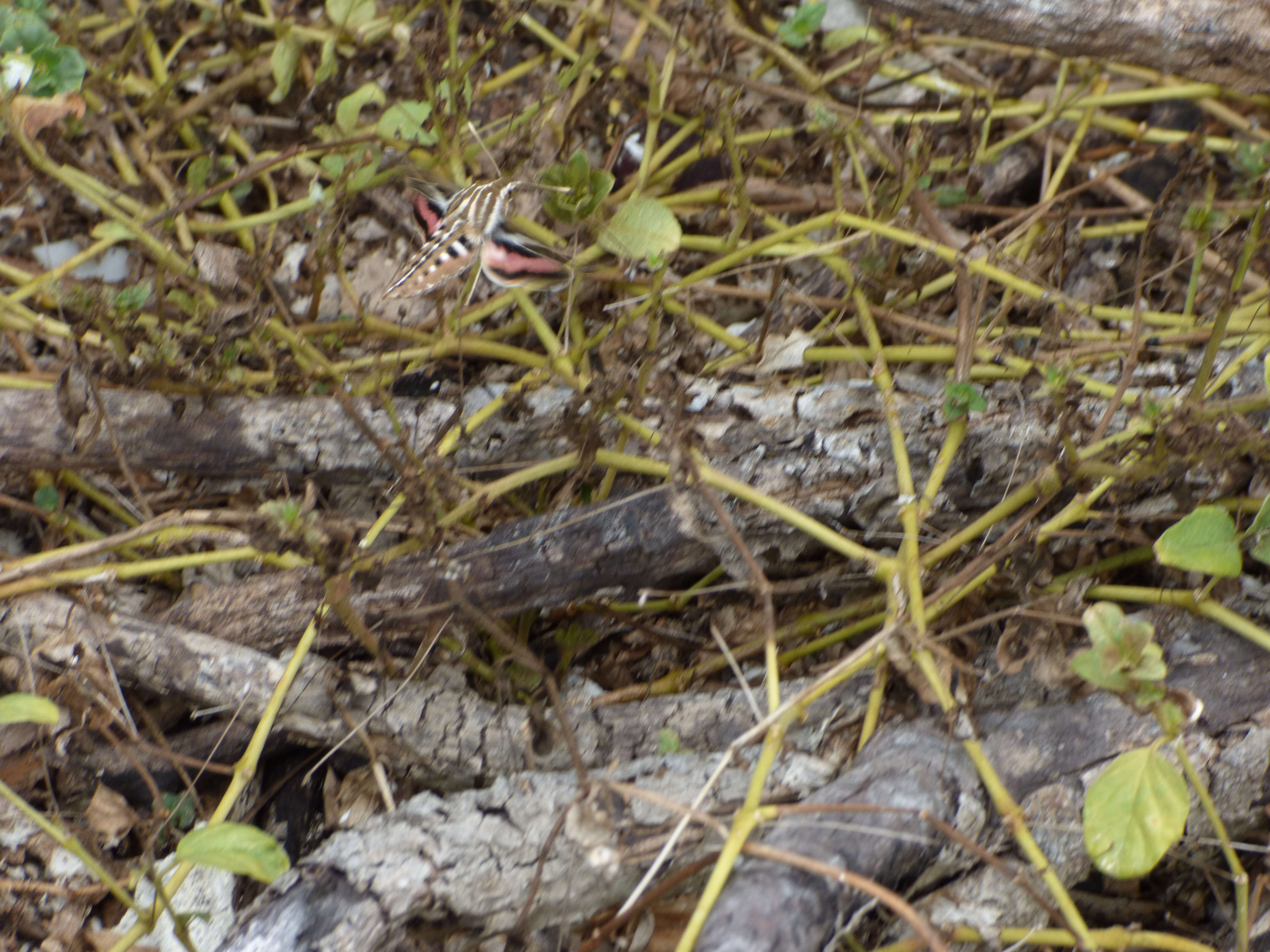 Image of White-lined Sphinx