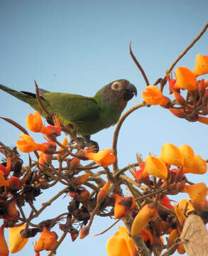 Image of Dusky-headed Parakeet