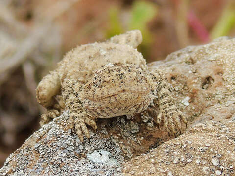 Image of Anderson's Agama