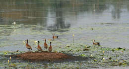 Image of White-faced Whistling Duck