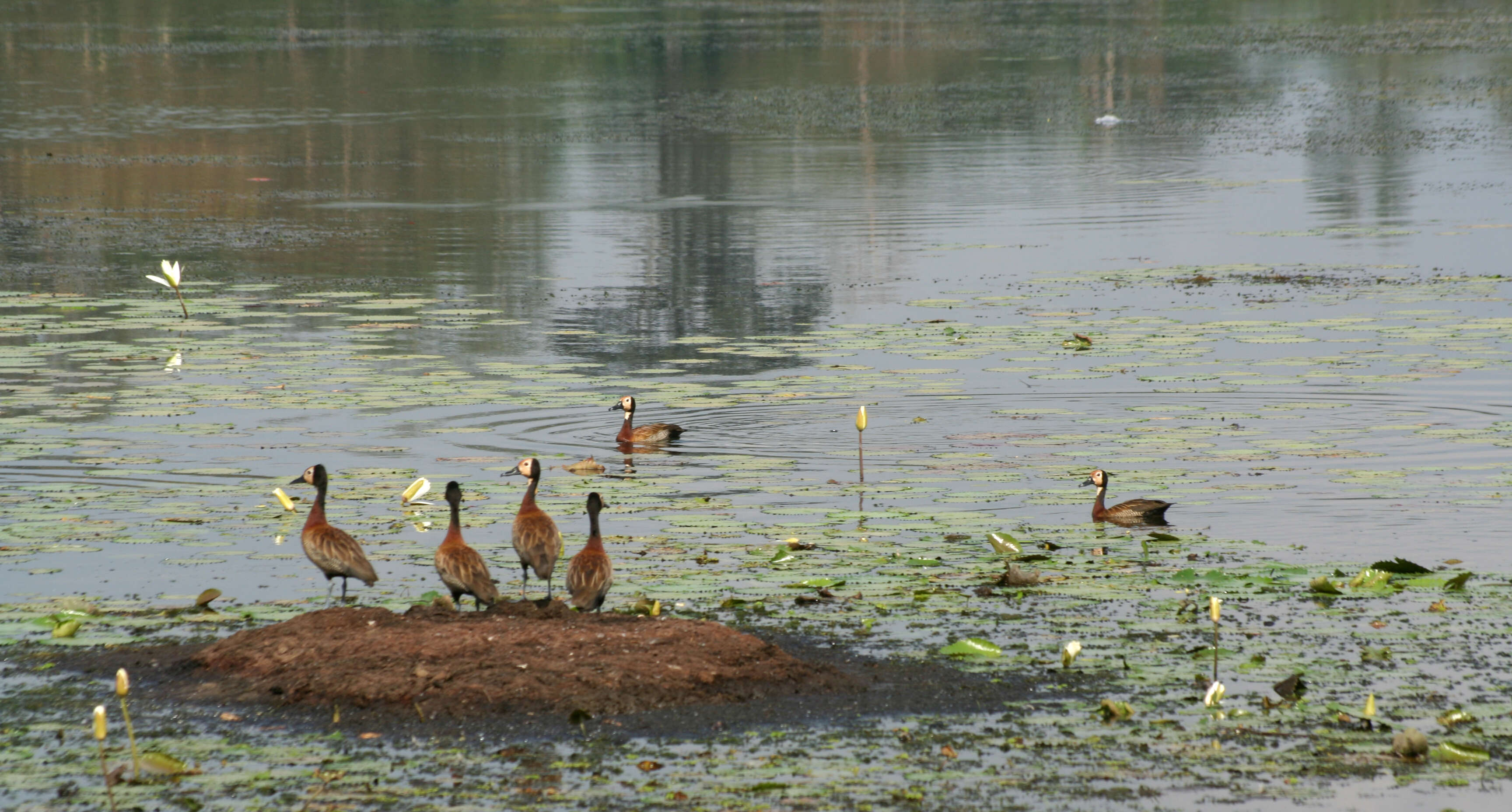 Image of White-faced Whistling Duck