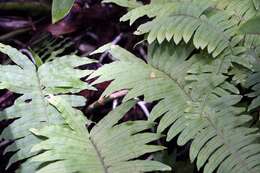 Image of shoestring fern