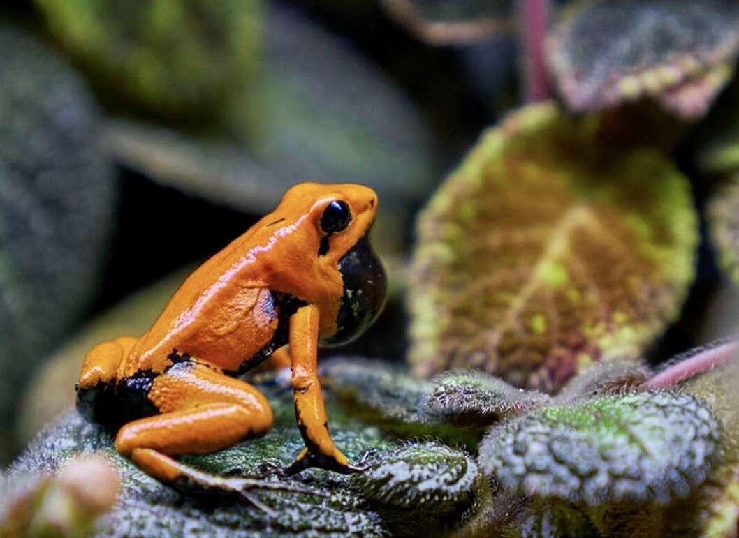 Plancia ëd Phyllobates terribilis Myers, Daly & Malkin 1978