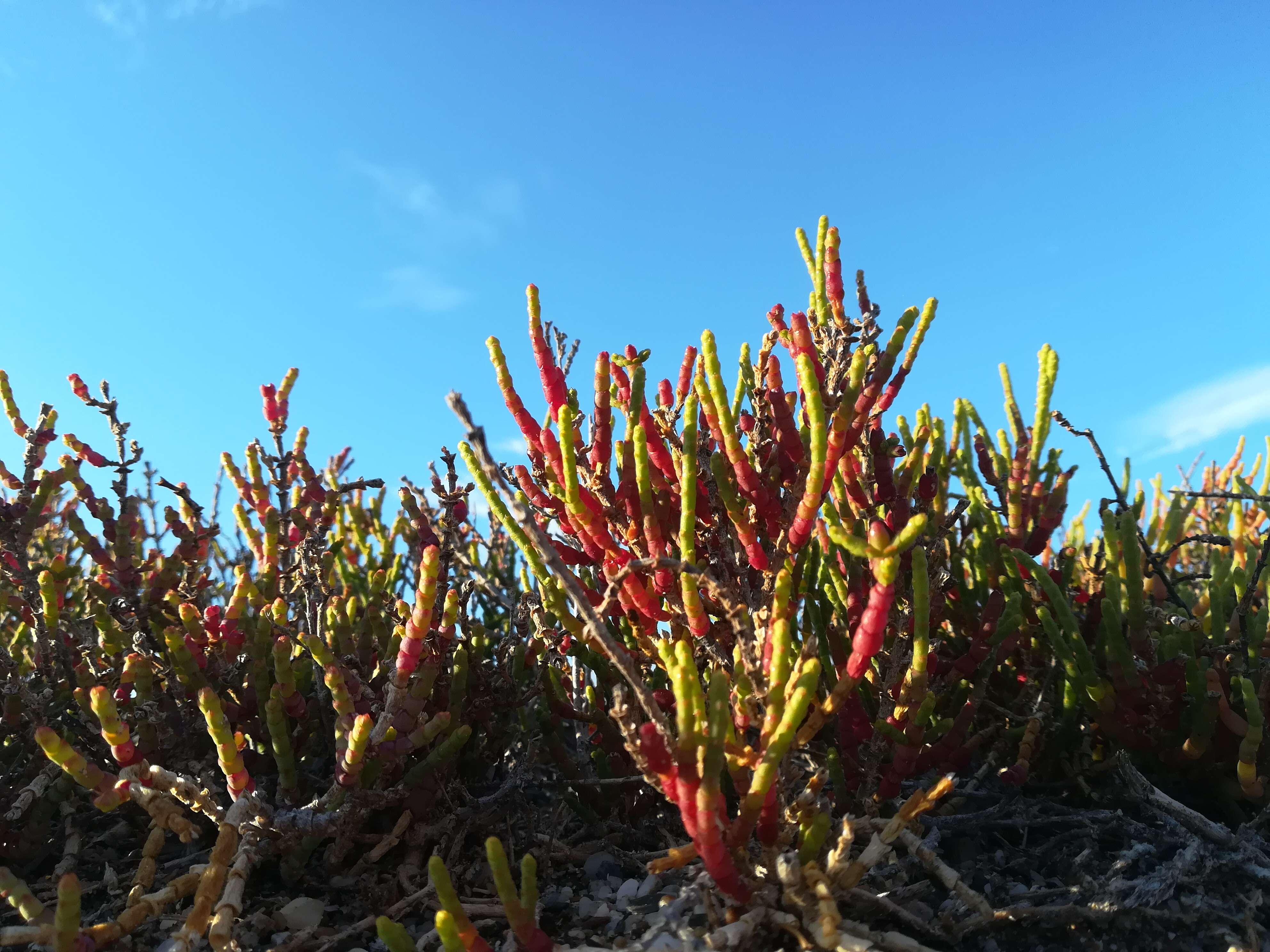 Image of Shrubby Glasswort