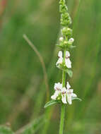 Image of stiff hedgenettle